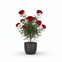 Alocasia Frydek 'Frydek'