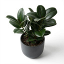 Variegated Rubber Plant 'Tineke'
