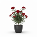 Nerve Plant 'Pink Vein'