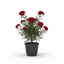 Nerve Plant 'Pink Vein'