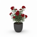 Moonshine Snake Plant 'Moonshine'