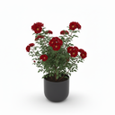 Moonshine Snake Plant 'Moonshine'