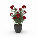 Boston Fern 'Bostoniensis'