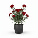 Boston Fern 'Bostoniensis'