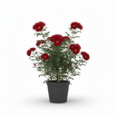 Boston Fern 'Bostoniensis'