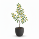 Boston Fern 'Fluffy Ruffles'