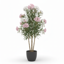 Oleander 'Hardy Red'