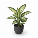 Dumb Cane 'Golden'