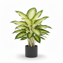 Dumb Cane 'Camille'