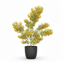 Duranta Pyramidal Topiary 'Pyramidal Topiary'