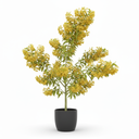 Duranta Pyramidal Topiary 'Pyramidal Topiary'