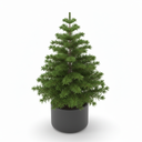 Norfolk Island Pine Bonsai