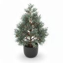 Arizona Cypress 'Greene'