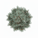 Arizona Cypress 'Greene'