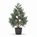 Arizona Cypress 'Greene'