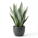 Dracaena trifasciata