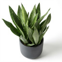 Dracaena trifasciata