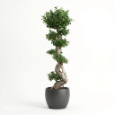 Ficus microcarpa