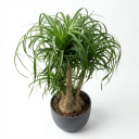 Beaucarnea recurvata