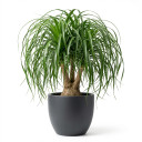 Beaucarnea recurvata