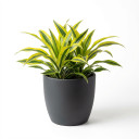 Dracaena fragrans 'Lemon Lime' 'Lemon Lime'