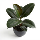 Ficus elastica