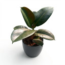 Ficus elastica