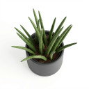 Dracaena trifasciata