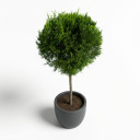 Cupressus macrocarpa 'Goldcrest'