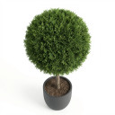 Cupressus macrocarpa 'Goldcrest'