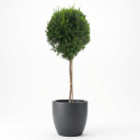 Cupressus macrocarpa 'Goldcrest'