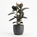 Ficus elastica 'Burgundy'