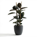 Ficus elastica 'Burgundy'