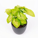 Syngonium podophyllum