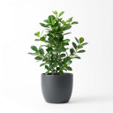 Ficus microcarpa