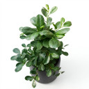Ficus microcarpa