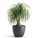 Beaucarnea recurvata