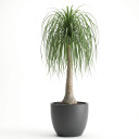 Beaucarnea recurvata