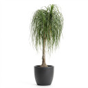 Beaucarnea recurvata