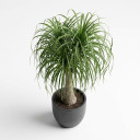 Beaucarnea recurvata