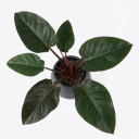 Philodendron tatei 'Congo Rojo'