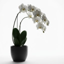 Phalaenopsis hybrids