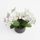 Phalaenopsis hybrids