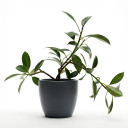 Ficus elastica