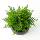 Cupressus macrocarpa 'Goldcrest'