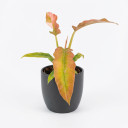 Philodendron erubescens 'Prince of Orange'