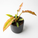 Philodendron erubescens 'Prince of Orange'