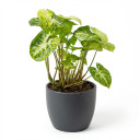 Syngonium podophyllum