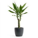 Dracaena fragrans 'Compacta'