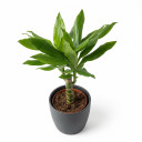 Dracaena fragrans 'Compacta'